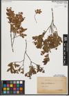 Foto von Salix myrtilloides L.